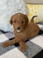 Theo, a male Goldendoodle for sale in Shipshewana, IN – 5 of 10