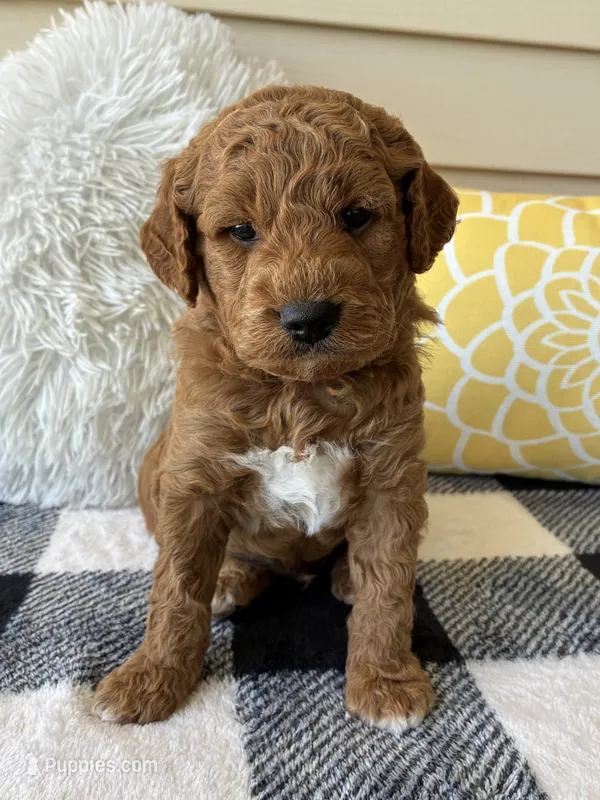 Axel – Goldendoodle puppy for sale in Shipshewana, IN