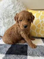 Milo, a male Goldendoodle for sale in Shipshewana, IN – 2 of 10