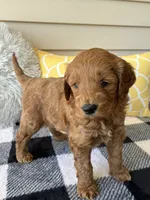 Ollie, a male Goldendoodle for sale in Shipshewana, IN – 2 of 9