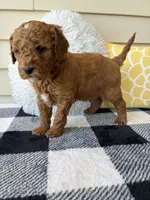 Theo, a male Goldendoodle for sale in Shipshewana, IN – 2 of 10