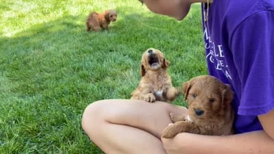 Suki, a female Goldendoodle for sale in Shipshewana, IN – 9 of 9