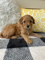 Suki, a female Goldendoodle for sale in Shipshewana, IN – 2 of 9