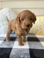 Ollie, a male Goldendoodle for sale in Shipshewana, IN – 5 of 9