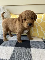 Axel, a male Goldendoodle for sale in Shipshewana, IN – 4 of 8