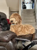 Axel, a male Goldendoodle for sale in Shipshewana, IN – 7 of 8