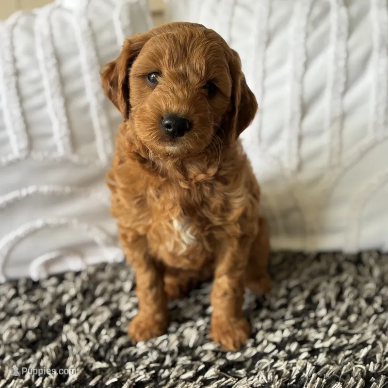 Milo – Goldendoodle puppy for sale in Shipshewana, IN