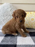 Bear, a male Goldendoodle for sale in Shipshewana, IN – 3 of 6