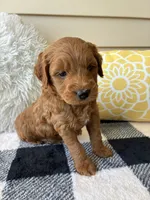 Milo, a male Goldendoodle for sale in Shipshewana, IN – 7 of 10