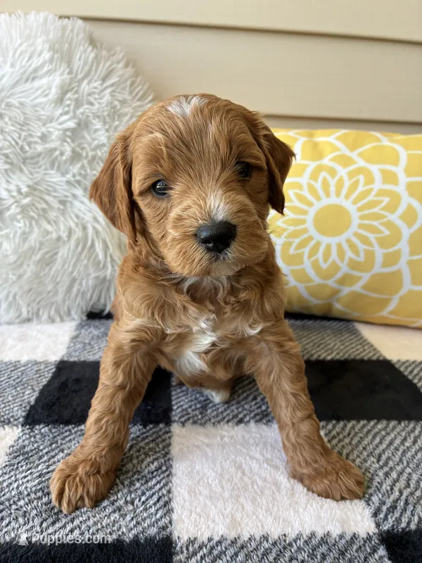 Benji – Goldendoodle puppy for sale in Shipshewana, IN