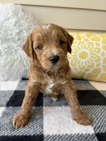 Benji, a male Goldendoodle for sale in Shipshewana, IN – 1 of 10