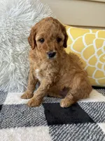 Suki, a female Goldendoodle for sale in Shipshewana, IN – 3 of 9