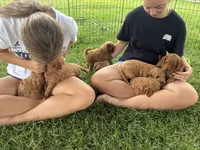 Axel, a male Goldendoodle for sale in Shipshewana, IN – 6 of 8