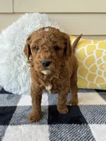 Theo, a male Goldendoodle for sale in Shipshewana, IN – 6 of 10