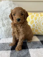 Ollie, a male Goldendoodle for sale in Shipshewana, IN – 4 of 9