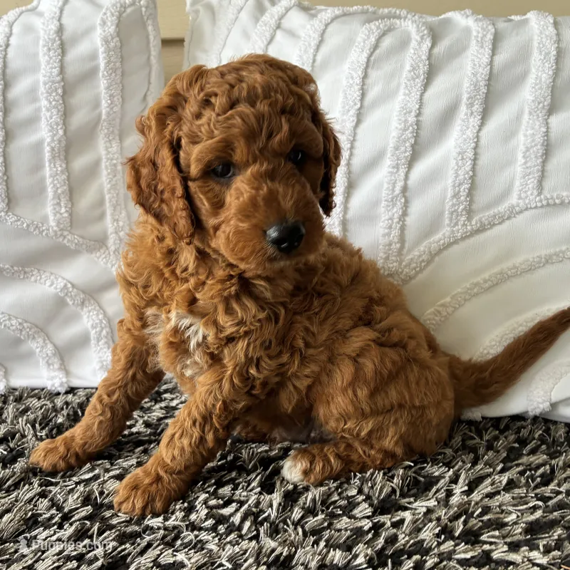 Bear – Goldendoodle puppy for sale in Shipshewana, IN