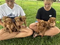 Milo, a male Goldendoodle for sale in Shipshewana, IN – 8 of 10