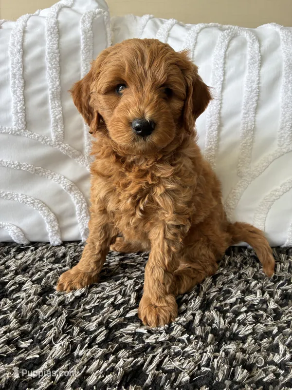 Ollie – Goldendoodle puppy for sale in Shipshewana, IN