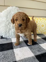 Axel, a male Goldendoodle for sale in Shipshewana, IN – 2 of 8