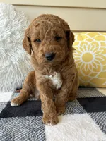 Axel, a male Goldendoodle for sale in Shipshewana, IN – 3 of 8