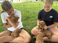 Suki, a female Goldendoodle for sale in Shipshewana, IN – 6 of 9