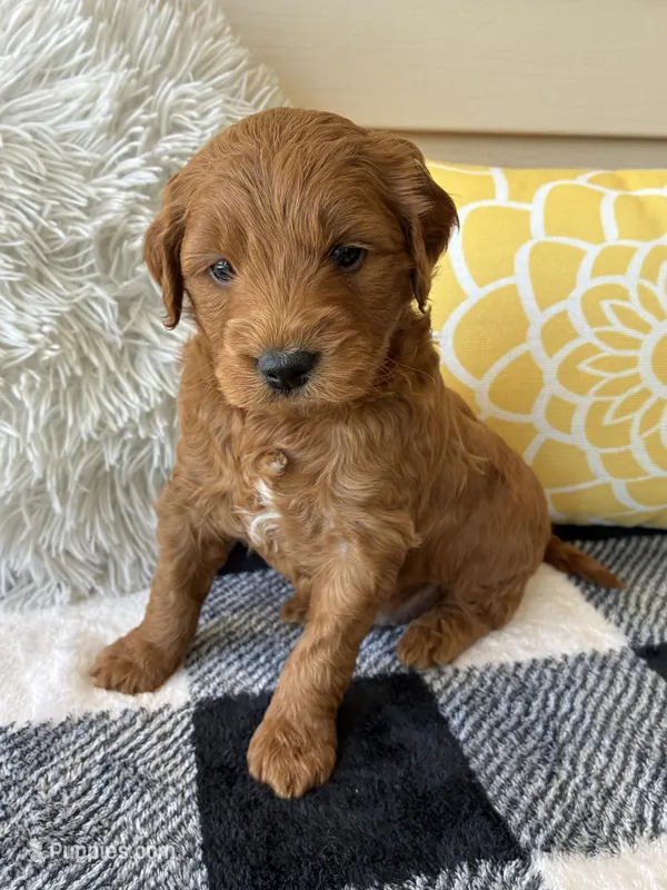 Milo – Goldendoodle puppy for sale in Shipshewana, IN