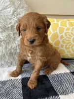 Milo, a male Goldendoodle for sale in Shipshewana, IN – 1 of 10