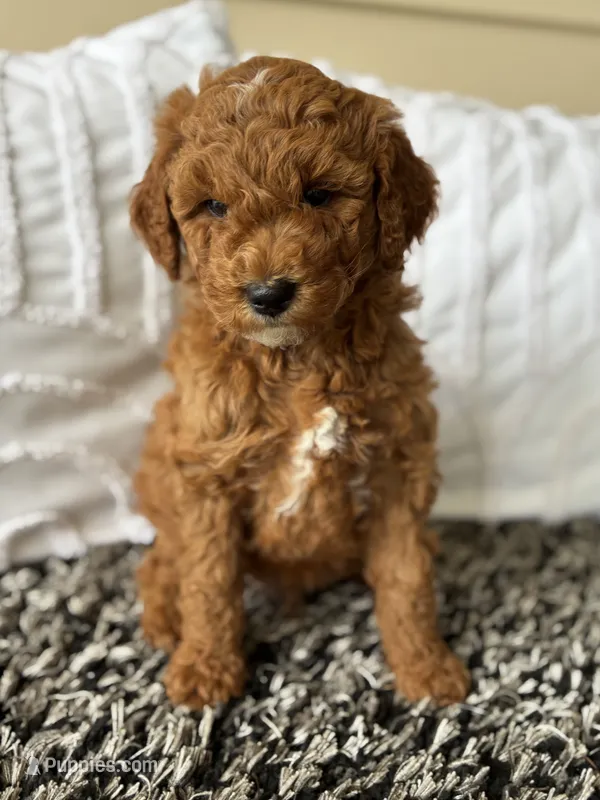 Theo – Goldendoodle puppy for sale in Shipshewana, IN