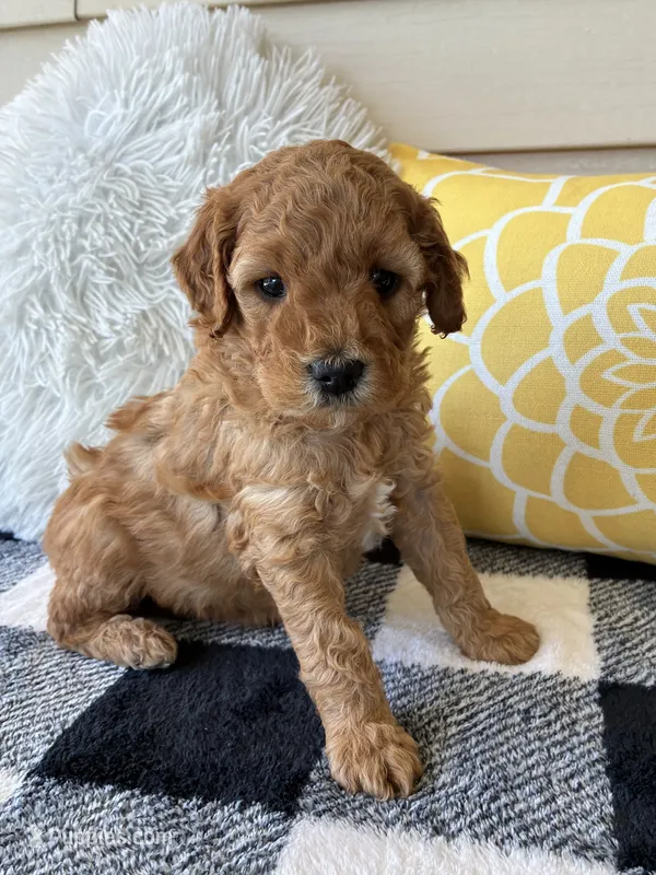 Suki – Goldendoodle puppy for sale in Shipshewana, IN