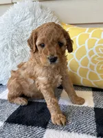 Suki, a female Goldendoodle for sale in Shipshewana, IN – 1 of 9