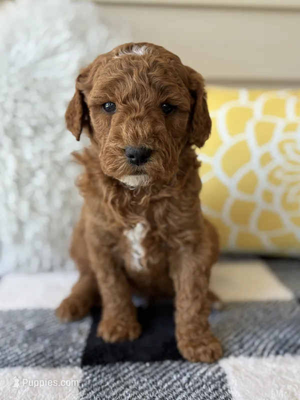 Theo – Goldendoodle puppy for sale in Shipshewana, IN