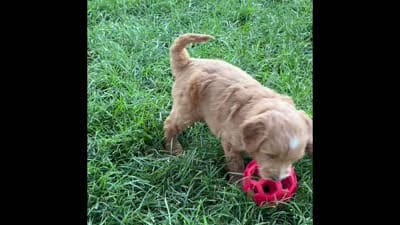 Benji, a male Goldendoodle for sale in Shipshewana, IN – 10 of 10