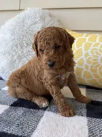 Bear, a male Goldendoodle for sale in Shipshewana, IN – 1 of 6