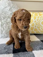 Theo, a male Goldendoodle for sale in Shipshewana, IN – 4 of 10