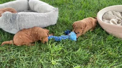 Milo, a male Goldendoodle for sale in Shipshewana, IN – 10 of 10
