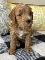 Benji, a male Goldendoodle for sale in Shipshewana, IN – 4 of 10
