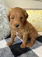 Milo, a male Goldendoodle for sale in Shipshewana, IN – 5 of 10