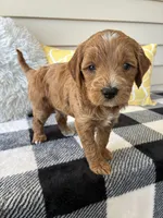 Benji, a male Goldendoodle for sale in Shipshewana, IN – 2 of 10