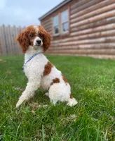 Axel, a male Goldendoodle for sale in Shipshewana, IN – 8 of 8