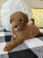 Theo, a male Goldendoodle for sale in Shipshewana, IN – 3 of 10