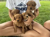 Axel, a male Goldendoodle for sale in Shipshewana, IN – 5 of 8