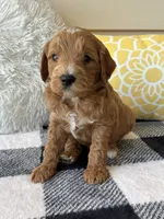 Benji, a male Goldendoodle for sale in Shipshewana, IN – 3 of 10