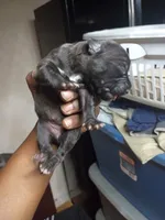 #8, a female American Pit Bull Terrier for sale in Baltimore, MD – 1 of 1