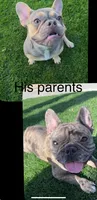 Miles, a male French Bulldog for sale in Los Angeles, CA – 3 of 4