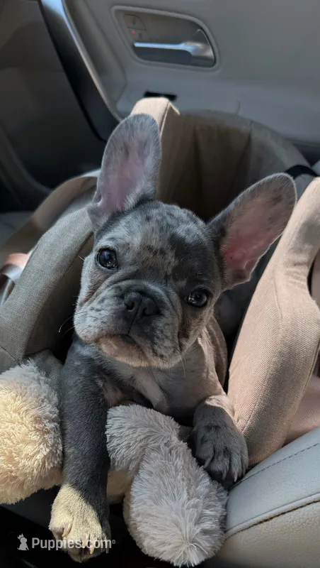 Miles – French Bulldog puppy for sale in Los Angeles, CA