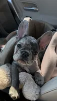 Miles, a male French Bulldog for sale in Los Angeles, CA – 1 of 4