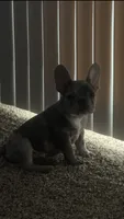 Miles, a male French Bulldog for sale in Los Angeles, CA – 2 of 4