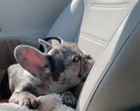Miles, a male French Bulldog for sale in Los Angeles, CA – 4 of 4