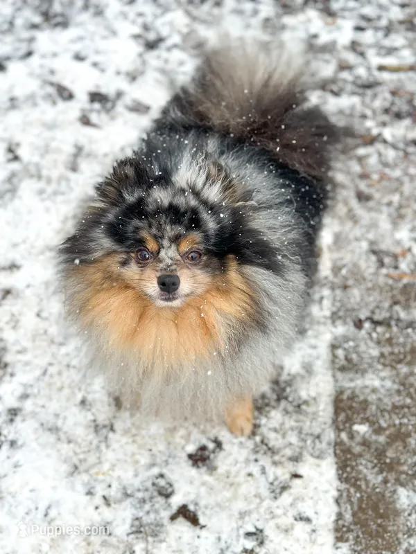 Prince, a male Pomeranian for sale in Centerville, IA – Photo 1 of 4