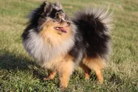 Prince, a male Pomeranian for sale in Centerville, IA – Photo 3 of 4